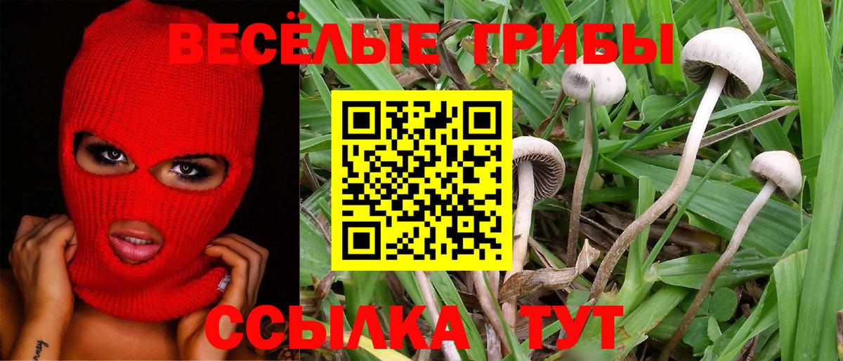 Псилоцибиновые грибы Psilocybe Назарово